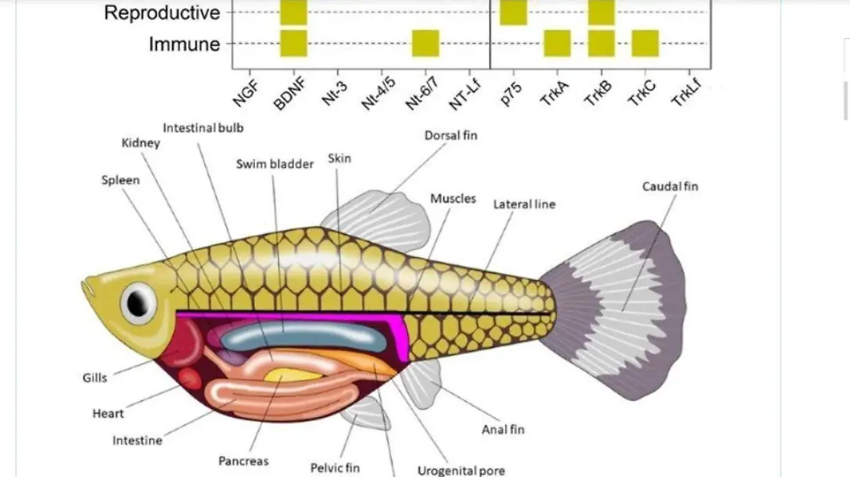 INVESTIGACIÓN PECES UATX